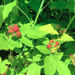 Zmeur Negru la ghiveci - imagine 3