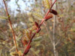 👉️ Descoperă frumusețea Rachita rosie (Salix purpurea) și bucură-te de o grădină vibrantă de culori . Nu rata și cumpără acum! 🌿🛒