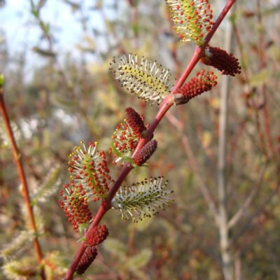 👉️ Descoperă frumusețea Rachita rosie (Salix purpurea) și bucură-te de o grădină vibrantă de culori . Nu rata și cumpără acum! 🌿🛒