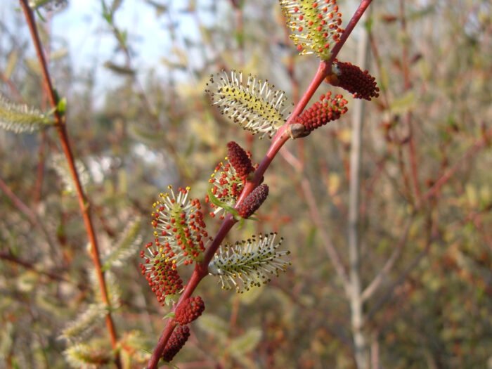 Rachita rosie (Salix purpurea) 🍁 👉️ Descoperă frumusețea Rachita rosie (Salix purpurea) și bucură-te de o grădină vibrantă de culori . Nu rata și cumpără acum! 🌿🛒