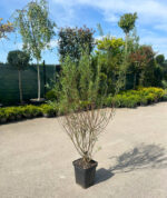 Răchita roșie (Salix purpurea) la ghiveci - imagine 2