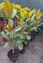 Magnolia Grandiflora (veșnic verde) la ghiveci - imagine 2