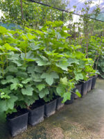 Coacăz Alb ghiveci 2L - imagine 2