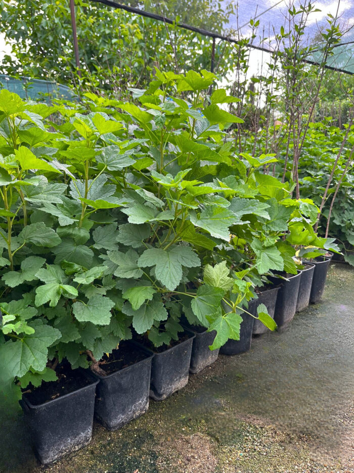 Coacăz Alb ghiveci 2L - imagine 2