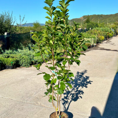 Magnolia Soulangeana