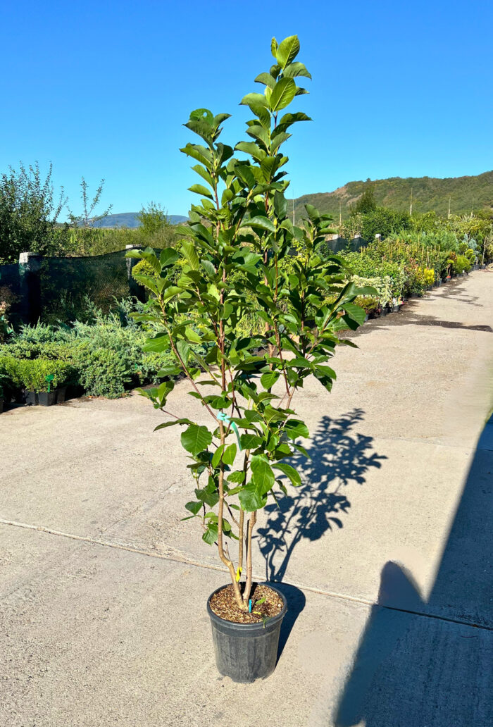 Magnolia Soulangeana