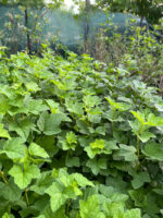 Coacăz Alb ghiveci 2L - imagine 5