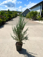 Ienupar Scopulorum Blue Arrow la ghiveci - imagine 2