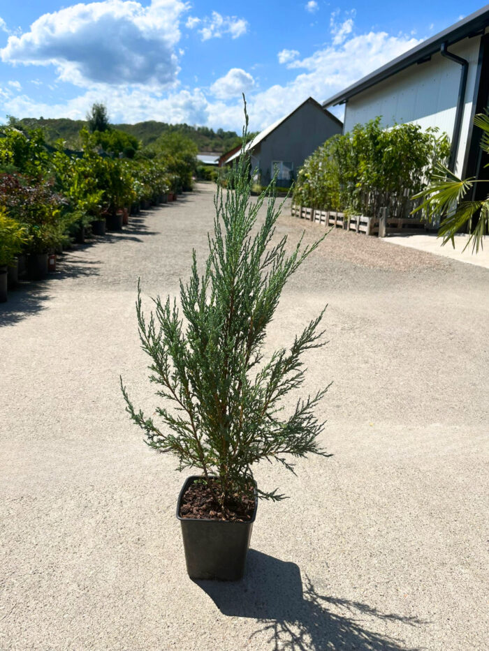 Ienupar Scopulorum Blue Arrow la ghiveci - imagine 2