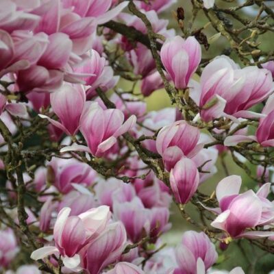 👉️ Descoperiți frumusețea - Magnolia Soulangeana, un arbore captivant cu flori spectaculoase. Perfect pentru grădini de neuitat. Cumpărați acum! 🌸