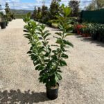 Prunus Laurocerasus Novita la ghiveci - imagine 2