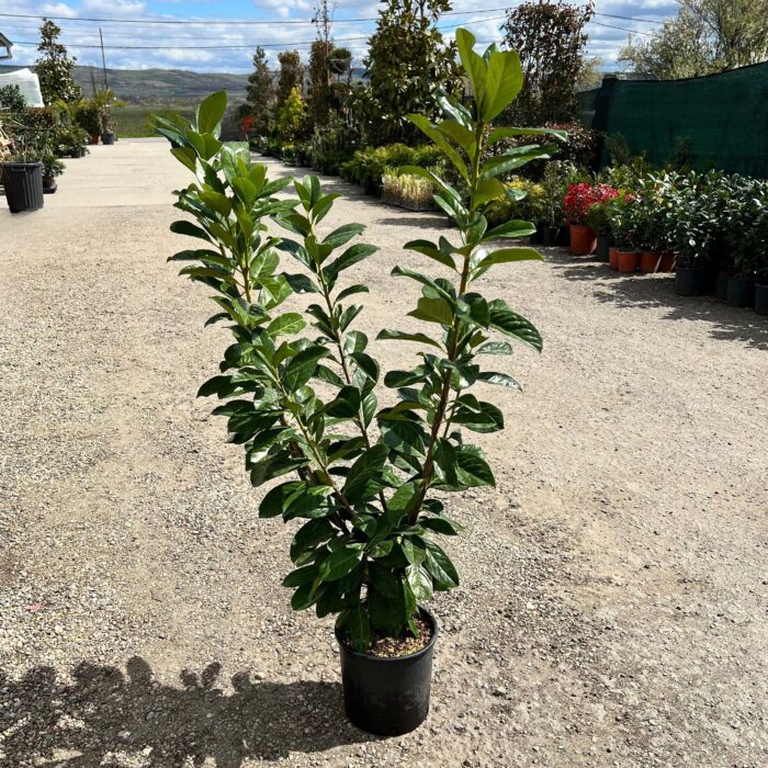 Prunus Laurocerasus Novita la ghiveci - imagine 2