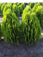 Tuia Aureum - alegerea perfectă pentru o grădină fermecătoare! Adaugă un aspect plăcut și piramidal în decorul exterior. 🌿