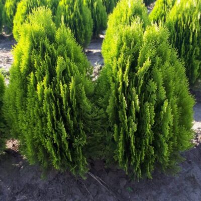 Tuia Aureum - alegerea perfectă pentru o grădină fermecătoare! Adaugă un aspect plăcut și piramidal în decorul exterior. 🌿