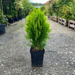 Tuia Aureum - alegerea perfectă pentru o grădină fermecătoare! Adaugă un aspect plăcut și piramidal în decorul exterior. 🌿