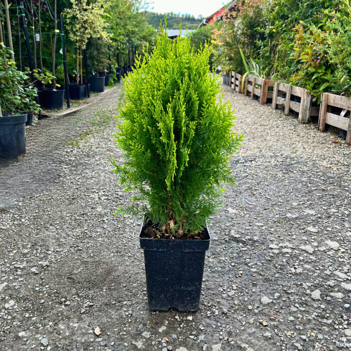 Tuia Aureum - alegerea perfectă pentru o grădină fermecătoare! Adaugă un aspect plăcut și piramidal în decorul exterior. 🌿