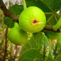 Bucură-te de un smochin delicios și suculent, care te va răsfăța cu arome intense. Alege Smochin Verde și îmbogățește-ți grădina! 🌿