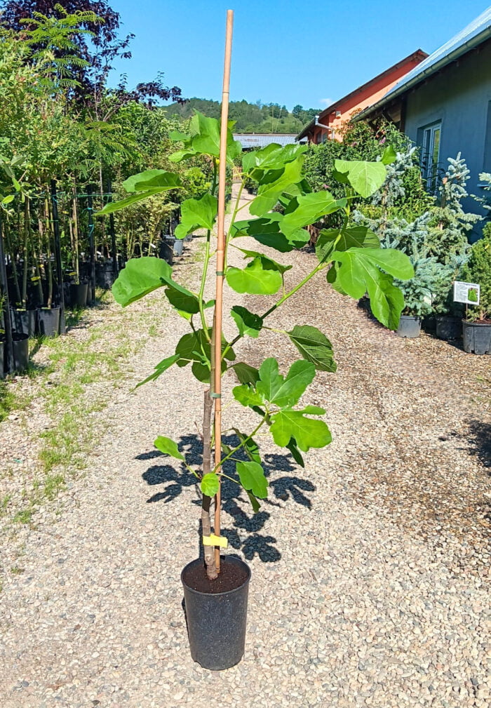 Smochin Rosu la ghiveci - imagine 2