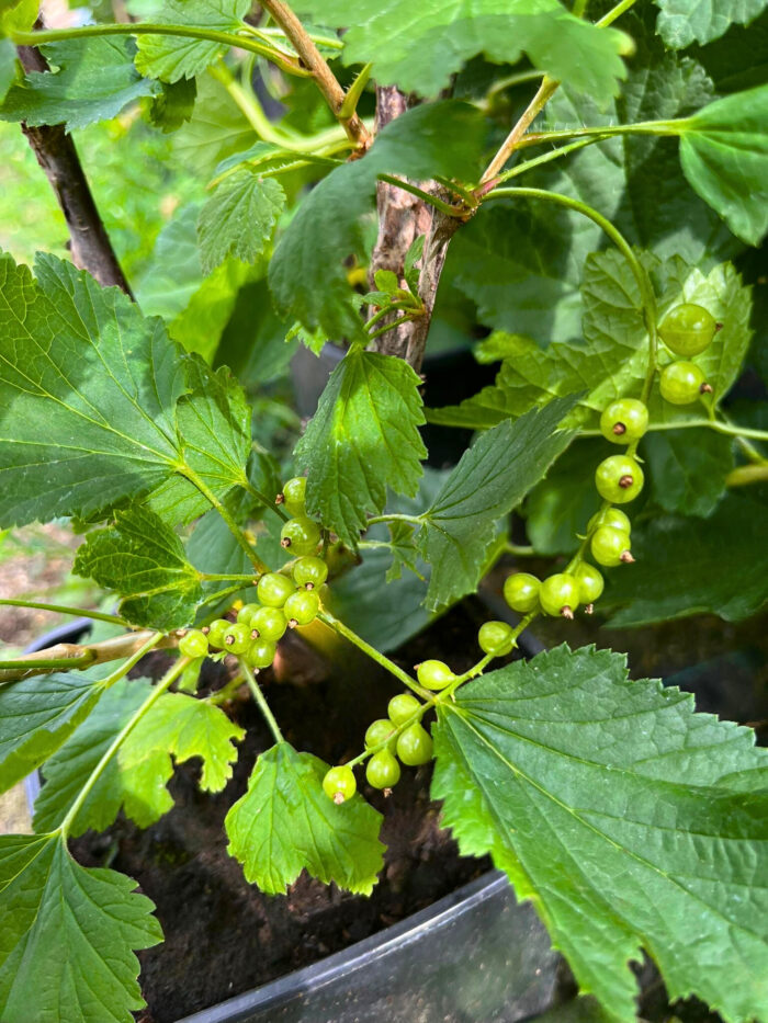 Coacăz Alb ghiveci 2L - imagine 3