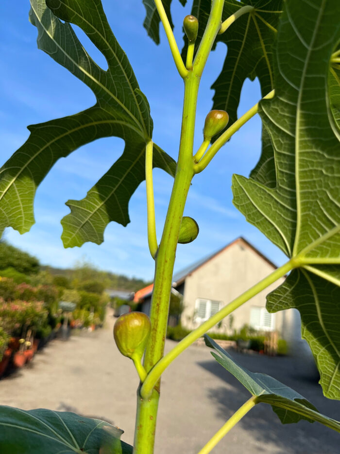 Smochin Ficus Carica Little Miss Figgy la ghiveci - imagine 4