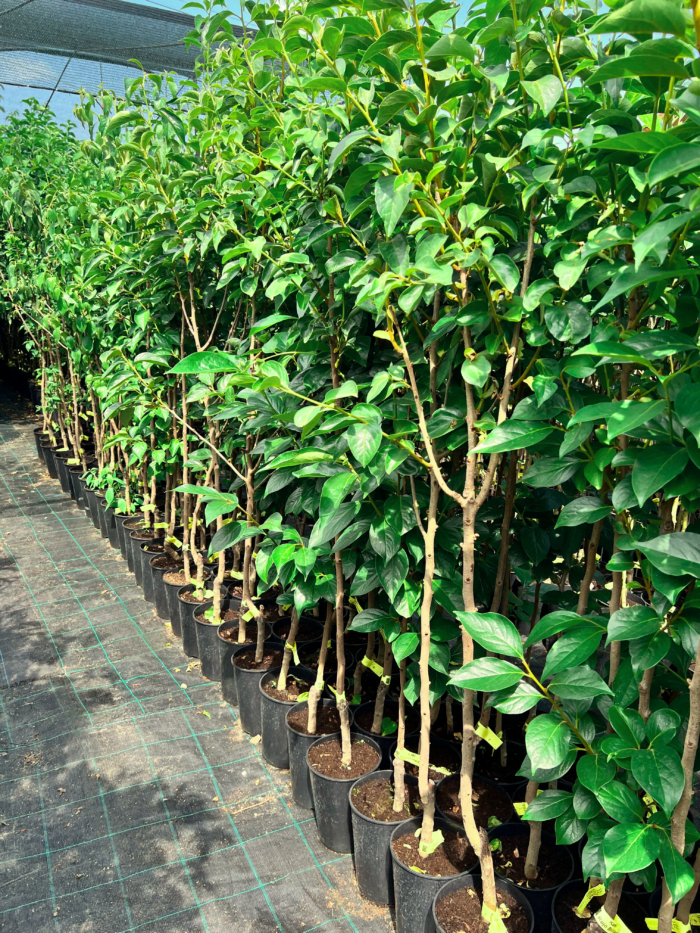 Kaki Jiro la ghiveci 5L - imagine 2