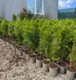 Tuia Smaragd răsad la ghiveci - imagine 2