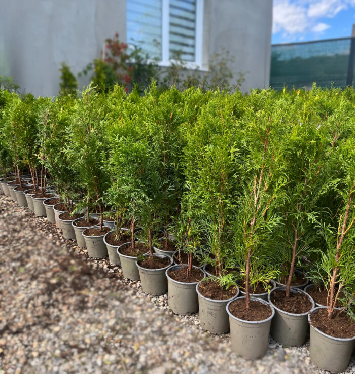 Tuia Smaragd răsad la ghiveci - imagine 2