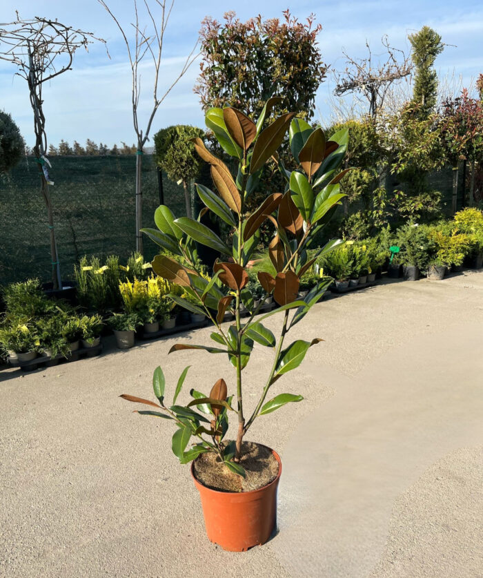 Magnolia Grandiflora (veșnic verde) la ghiveci - imagine 2