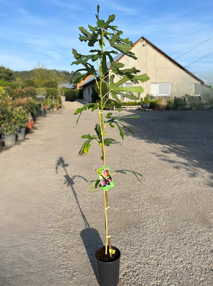 Smochin Ficus Carica Little Miss Figgy la ghiveci - imagine 2