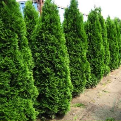 👉️ Transformă-ți grădina într-un peisaj de poveste cu Tuia Smaragd. Un conifer cu coroană densă și compactă, ideal pentru crearea unui aspect plăcut. 🌿🛒