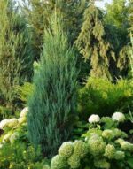 Ienupar Scopulorum Blue Arrow la ghiveci