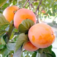 👉️ Kaki Rojo Brillante - un soi foarte productiv cu fructele mari, cărnoase și suculente. Comandă acum și nu rata! 🍑🛒