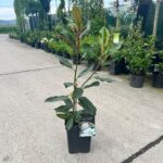 Magnolia Grandiflora (veșnic verde) la ghiveci - imagine 2
