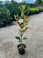 Magnolia Grandiflora (veșnic verde) la ghiveci - imagine 2