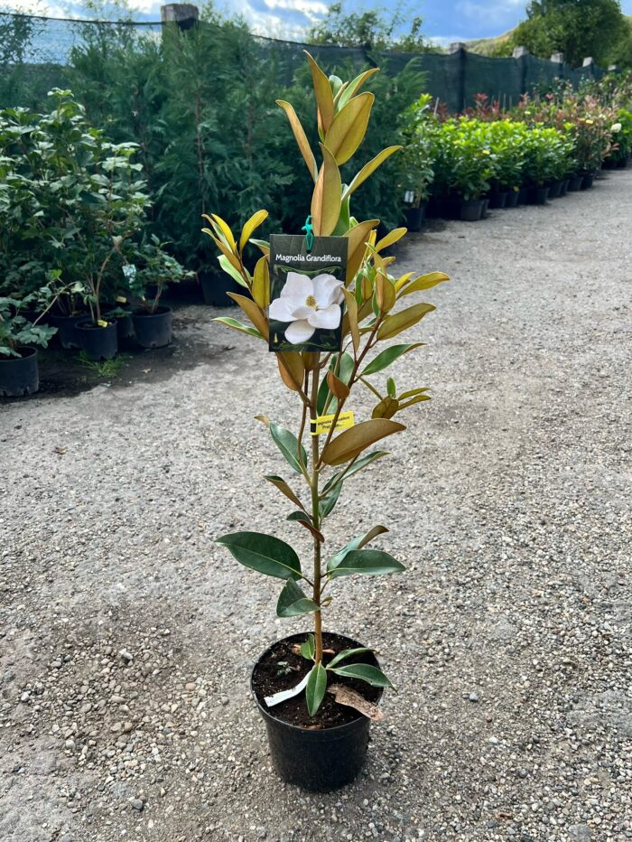 Magnolia Grandiflora (veșnic verde) la ghiveci - imagine 2