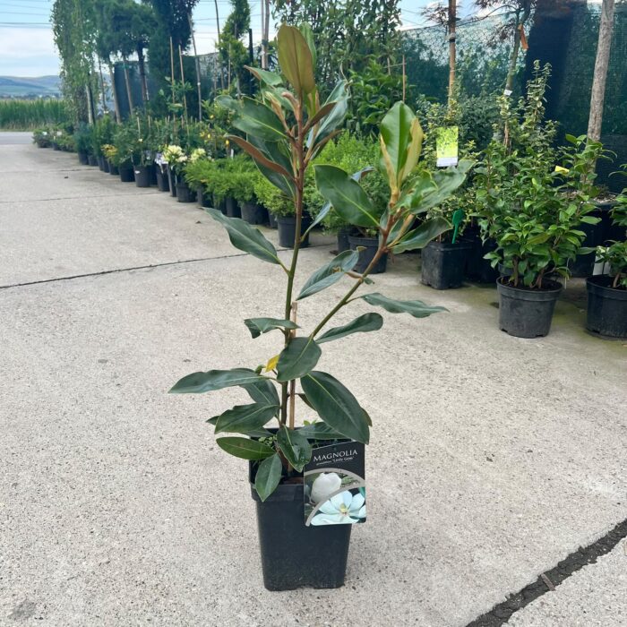 Magnolia Grandiflora (veșnic verde) la ghiveci - imagine 2