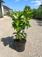 Prunus Laurocerasus Novita la ghiveci - imagine 2