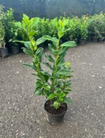 Prunus Laurocerasus Novita la ghiveci - imagine 2