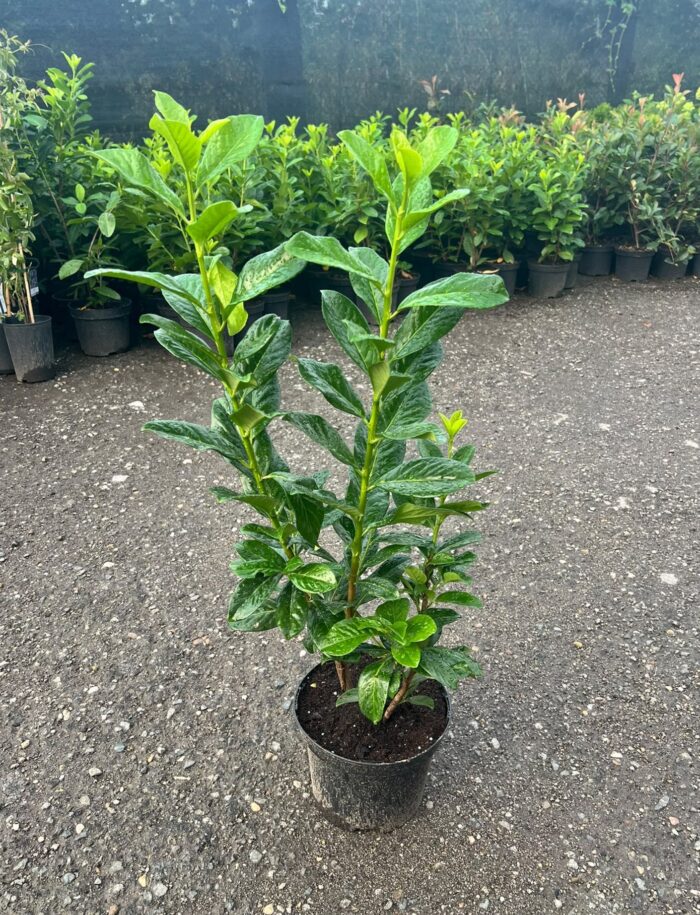 Prunus Laurocerasus Novita la ghiveci - imagine 2
