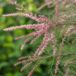 Tamarix Parviflora la ghiveci