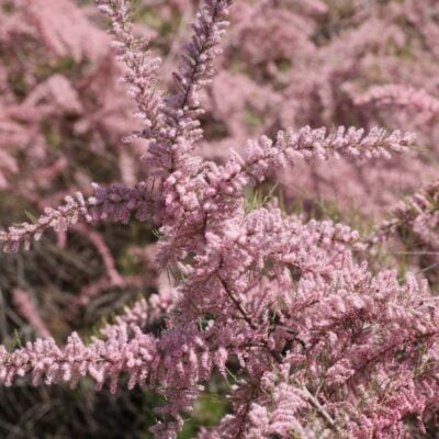 Descoperă frumusețea și delicatețea Tamarix Parviflora. Plantează acum și bucură-te de un peisaj uimitor în grădina ta! 🌸🛒