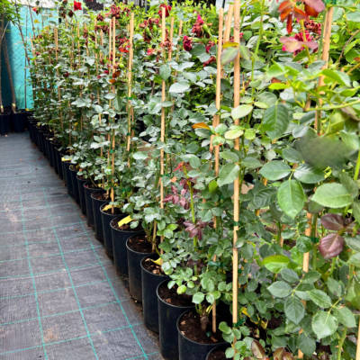 Trandfiri urcători - Pepiniera Șoșa