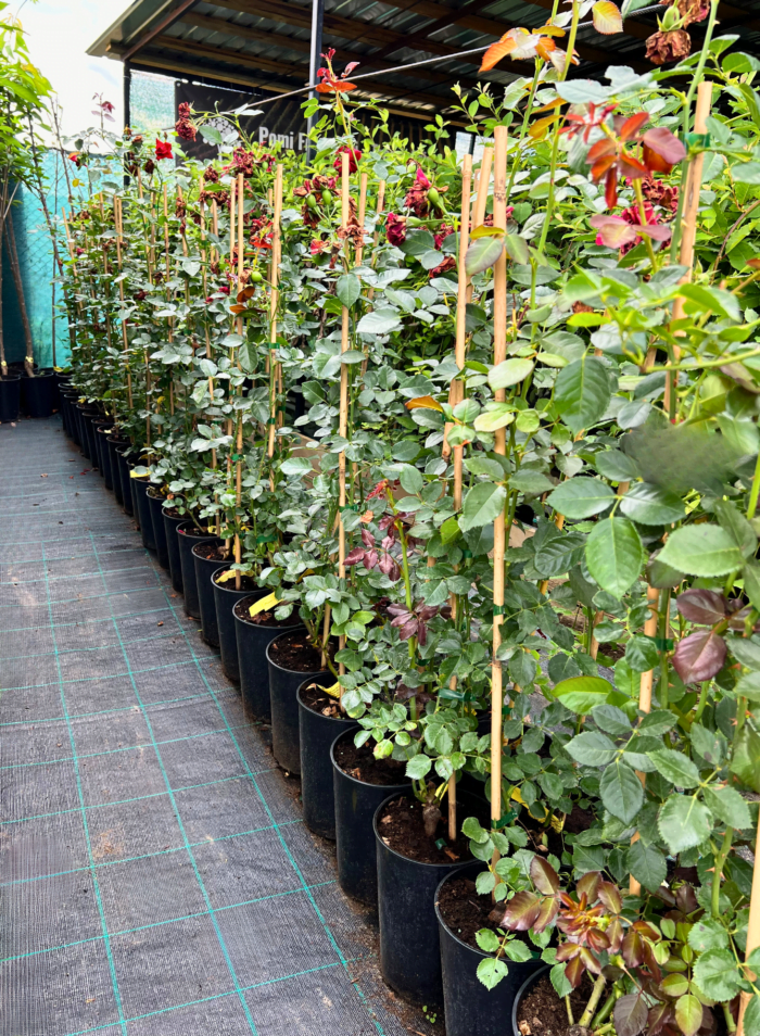 Trandfiri urcători - Pepiniera Șoșa