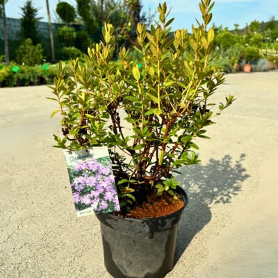 Adaugă un strop de culoare în grădina ta cu Azaleea 'Impeditum Select' Green. Această plantă rezistentă aduce frumusețe și vitalitate oricărei spații verzi.