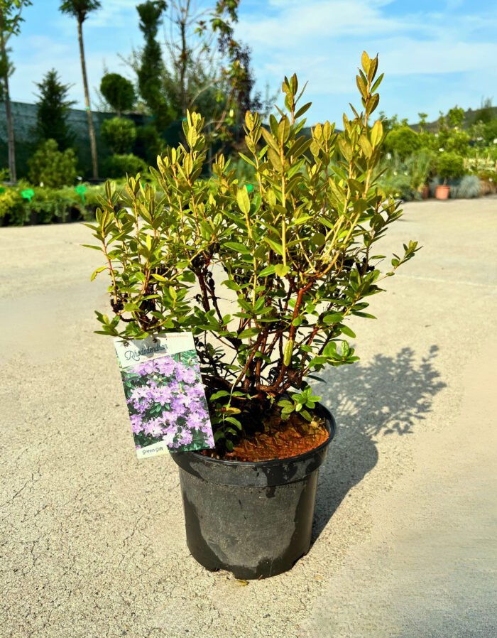 Adaugă un strop de culoare în grădina ta cu Azaleea 'Impeditum Select' Green. Această plantă rezistentă aduce frumusețe și vitalitate oricărei spații verzi.