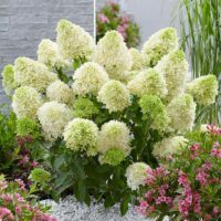 Înfrumusețați-vă grădina cu Hortensia Paniculata Skyfall la ghiveci. Inflorescențe bogate și elegante pentru un aspect unic. Cumpărați acum! 🌼🛒