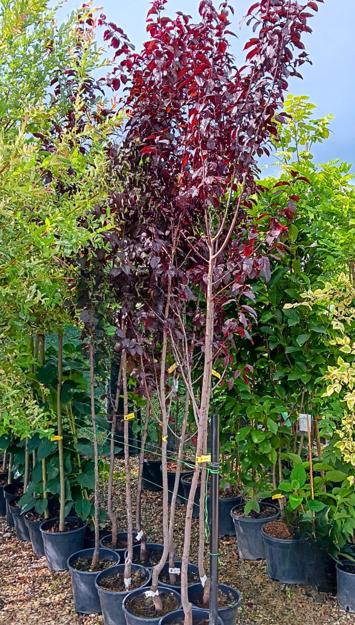 Prunus cerasifera Nigra (Corcodus Rosu) la ghiveci - imagine 3