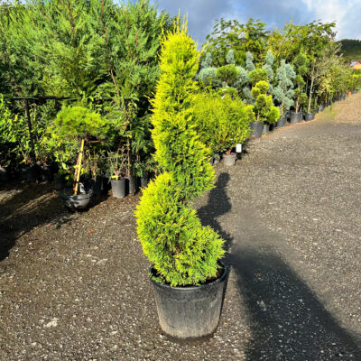 Cupressocyparis Leylandii Spirala - Pepiniera Sosa