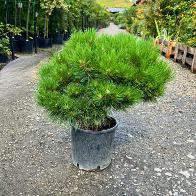 Pinus Nigra Bambino - Pepiniera Sosa