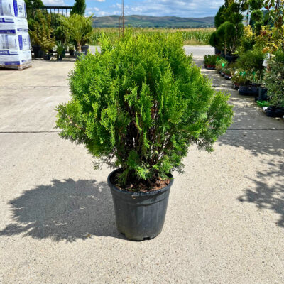 Tuia Aurea Glob - Pepiniera Sosa